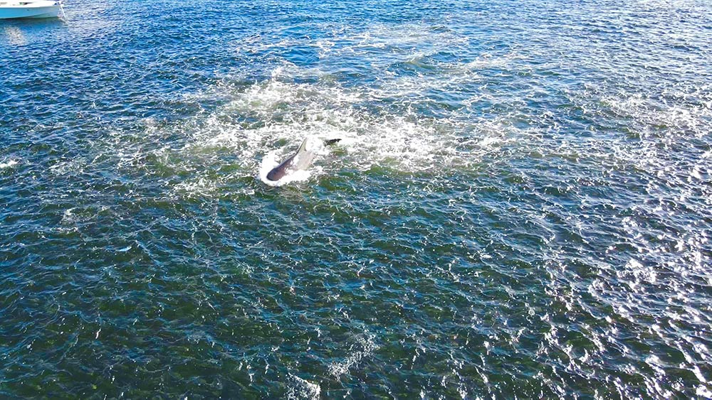 Mullet in the water during the mullet run