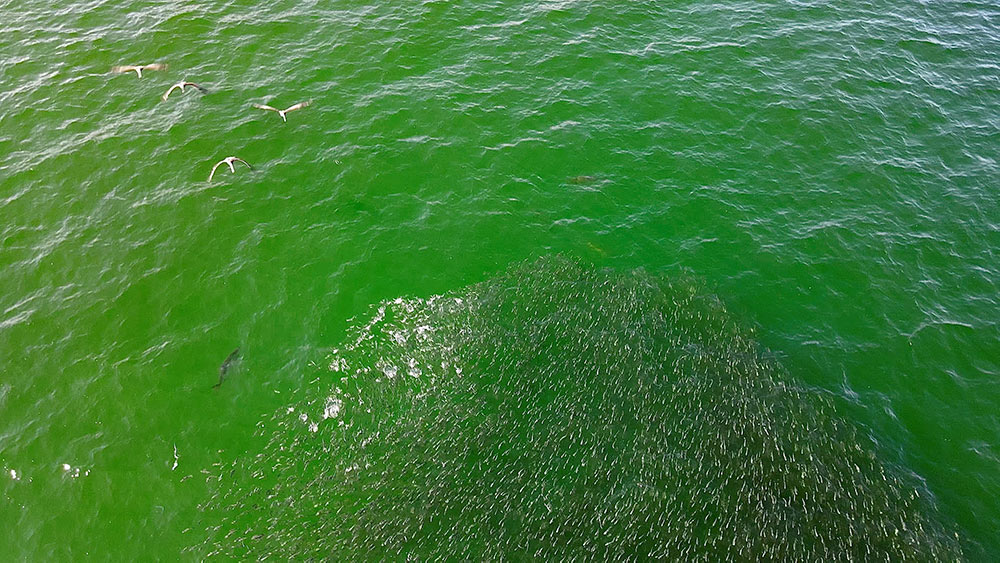 Mullet in the water during the mullet run