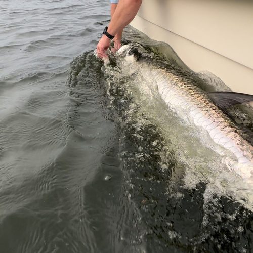 Man holding a mullet in the water