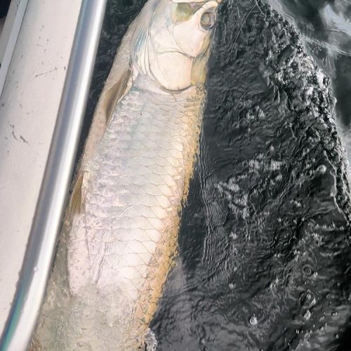 Mullet in the water during the mullet run